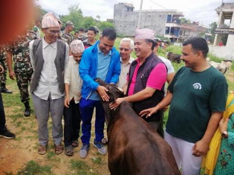 तुलसीपुरले सुरु गर्‍यो छाडा गाई व्यवस्थापन