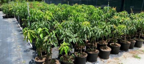 बिरुवा वितरण गर्दै तुलसीपुर उपमहानगर